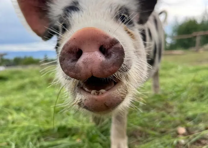 Apartmán Cozy Smolne Pece